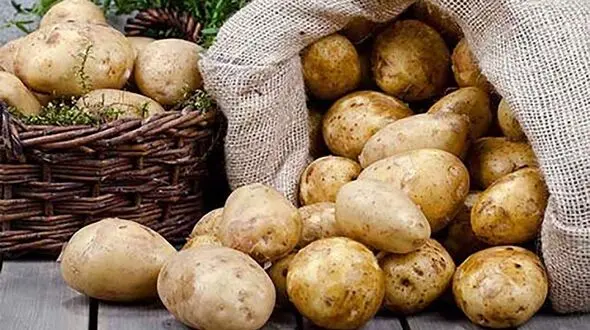 صادرات سیب‌ زمینی به ازای واردات موز؟!