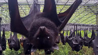 خفاش‌های چینی عامل اصلی  کرونا هستند / کرونا آزمایشگاهی نیست+ فیلم