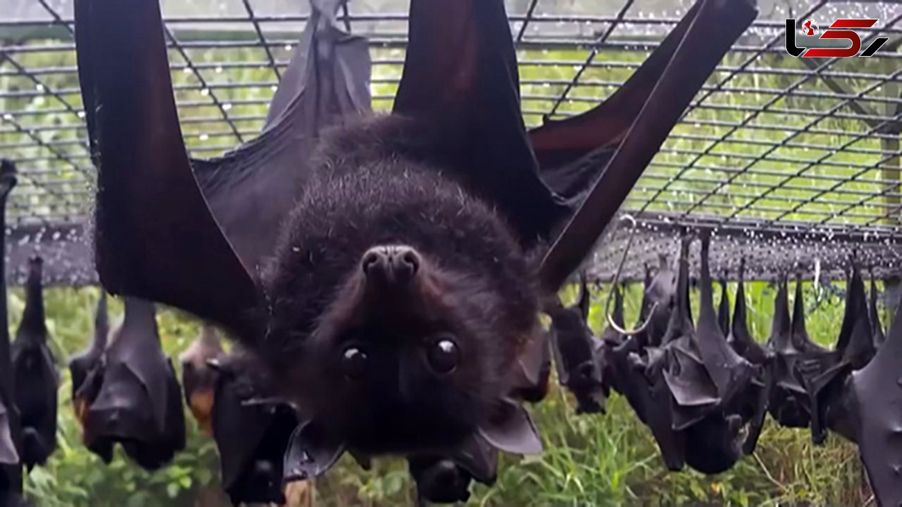 خفاش‌های چینی عامل اصلی  کرونا هستند / کرونا آزمایشگاهی نیست+ فیلم