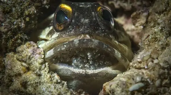 کشف موجودات عجیب با چهره‌های ترسناک+ تصاویر