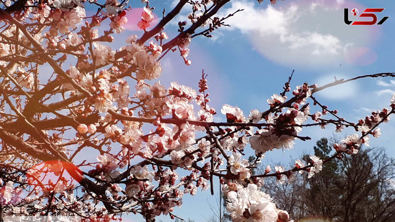 مشاهده شکوفه های زیبای بهاری در بروجرد + عکس