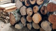 کشف ۱۲۰ تن چوب قاچاق در کارگاه های چوب بری آمل / بازجویی از عاملان ضرب و شتم نیروهای منابع طبیعی مازندران نتیجه داد 