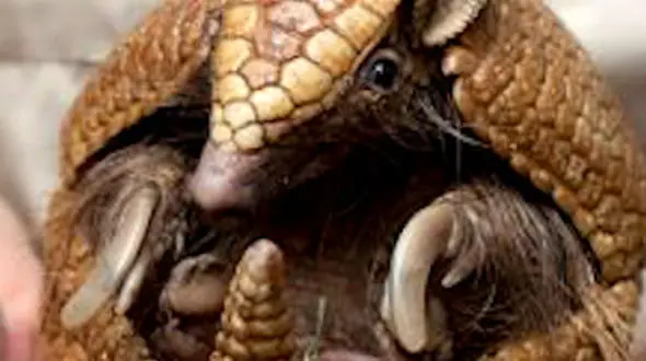 از آرمادیلو تا خرچنگ گوشه گیر