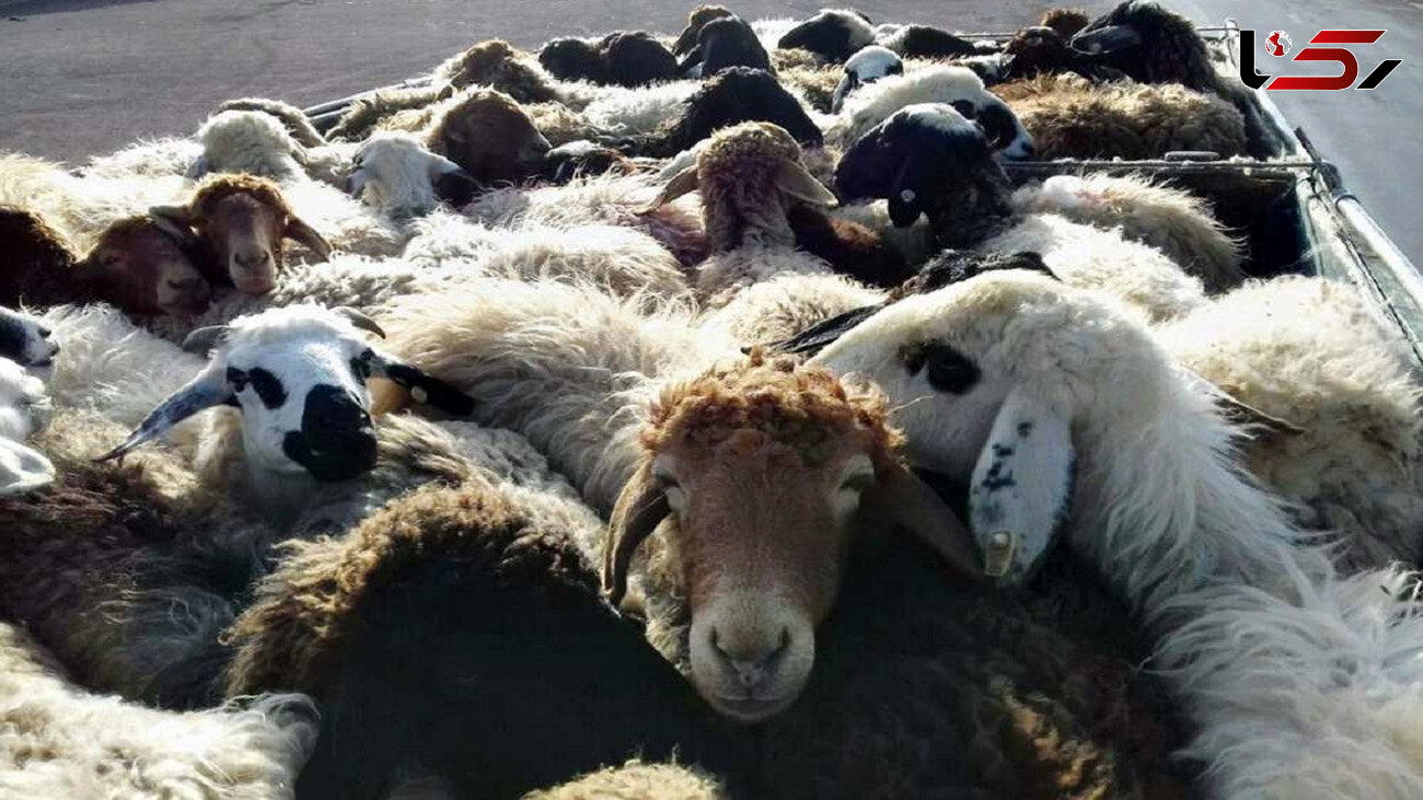 توقیف کامیون با 54 راس گوسفند قاچاق در کرمان
