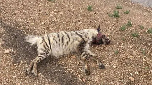 مرگ دردناک کفتار کم یاب در همان محور یوزپلنگ باردار