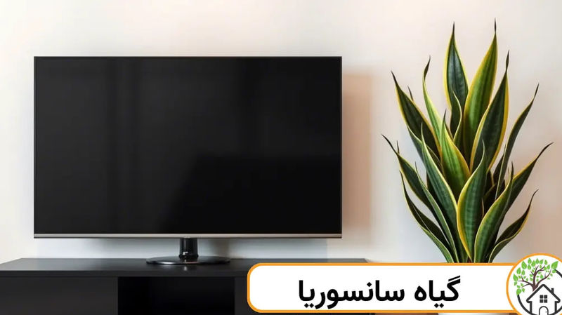سانسوریا