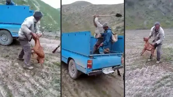 شکایت علیه سگ کش های وحشی + فیلم