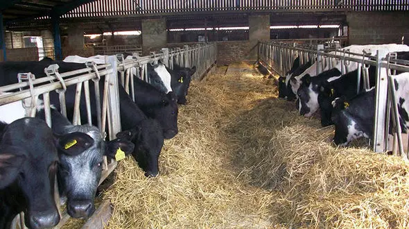 قتل در گاوداری