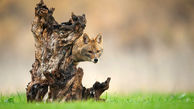 کمین مکارانه روباه برای شکار + عکس