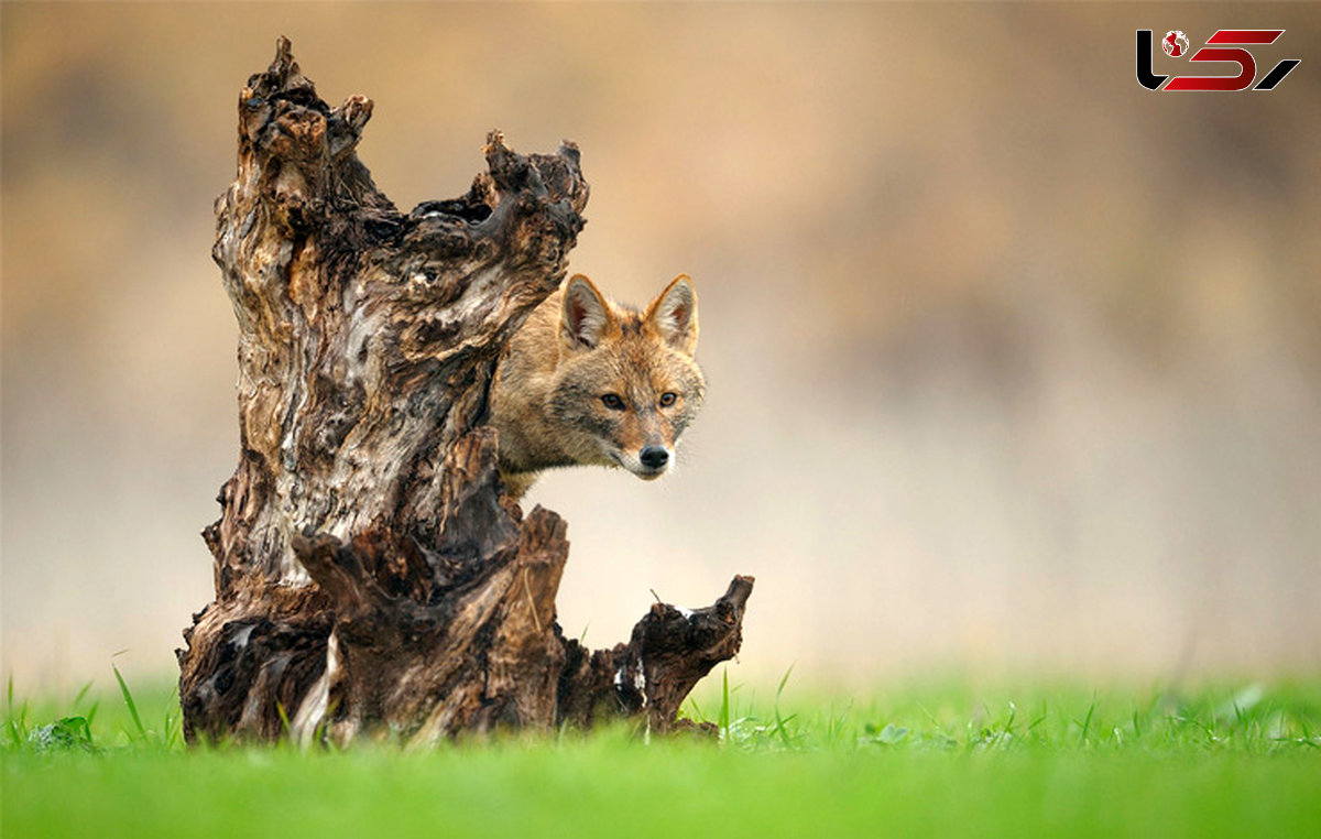 کمین مکارانه روباه برای شکار + عکس