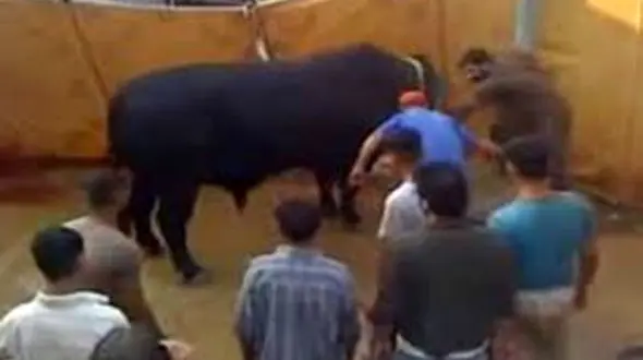 دردسر فرار گاو از گشتارگاه برای مسافران نوروزی / شلیگ دو گلوله پایان ماجرا