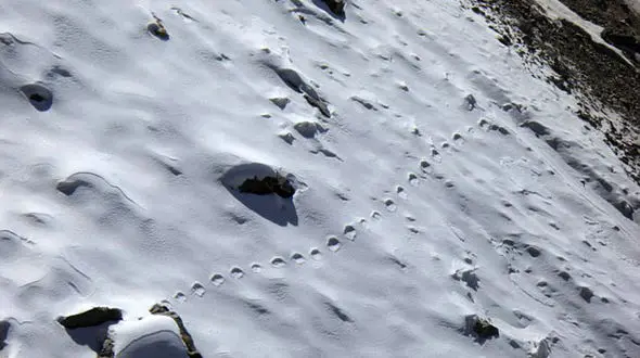 کشف ردپای پاگنده در کوهستان هیمالیا + فیلم