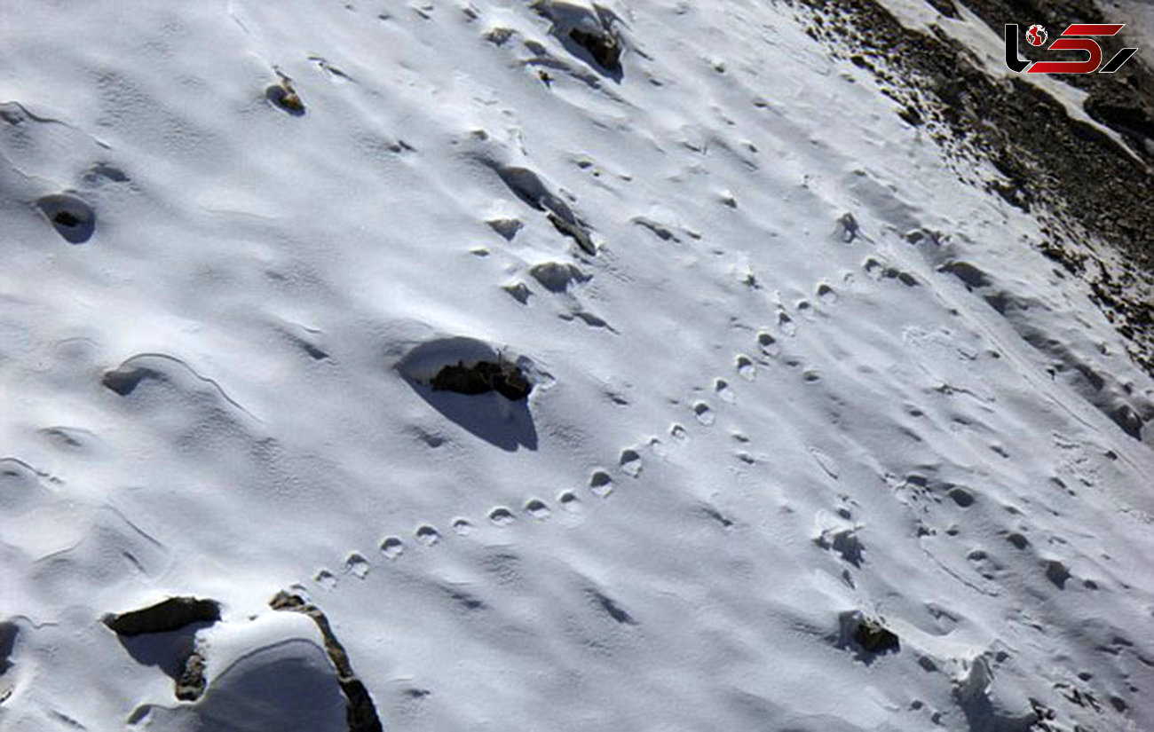 کشف ردپای پاگنده در کوهستان هیمالیا + فیلم