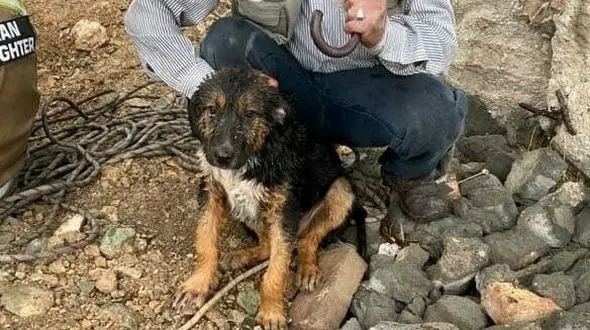 نجات توله سگ از عمق 15 متری چاه / توسط ماموران آتش نشانی تهران + عکس