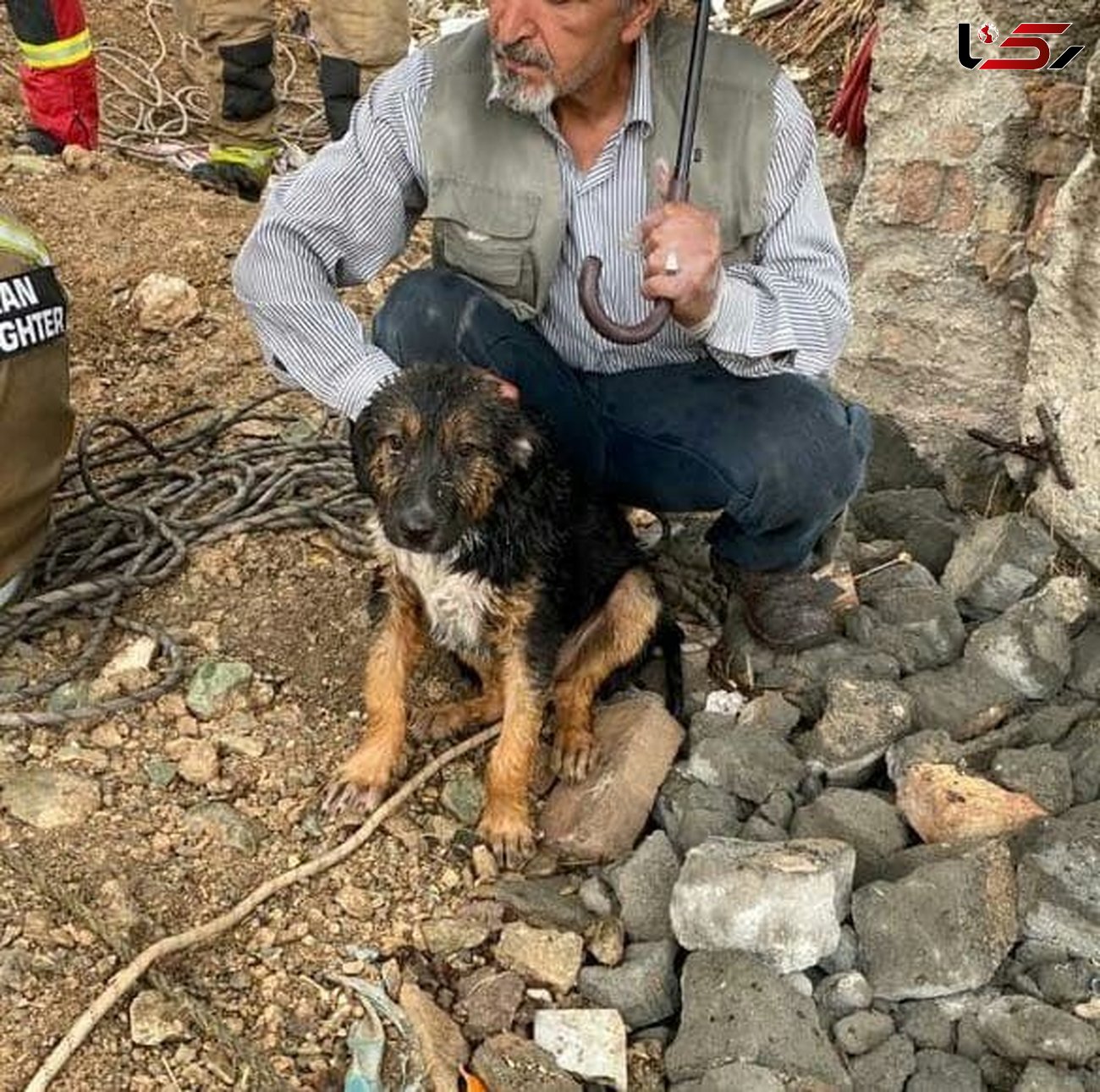 نجات توله سگ از عمق 15 متری چاه / توسط ماموران آتش نشانی تهران + عکس