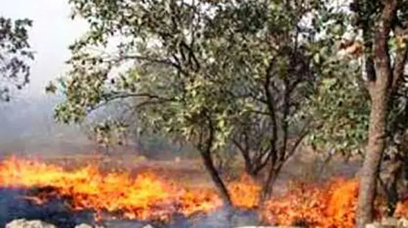 جنگ با آتش در جنگل ابر؛ بیش از ۲۰۰ هکتار در آتش سوخت + فیلم