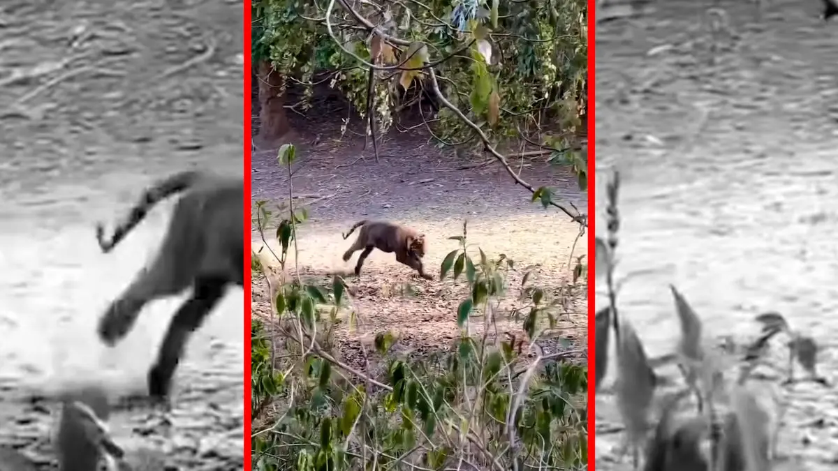 فیلم شکار بچه آهو توسط ببر