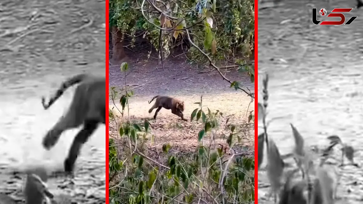 فیلم شکار بچه آهو توسط ببر