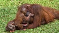 بازی مهربانانه اورانگوتان مادر با فرزندش