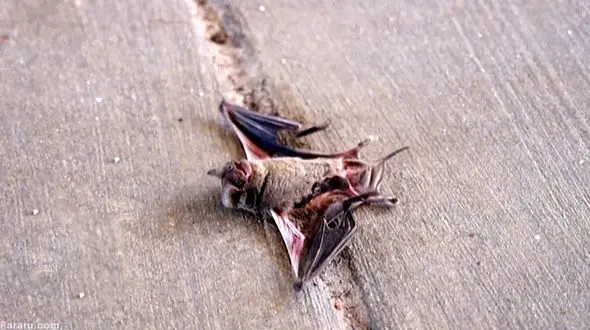 فیلم لحظه جان دادن همزمان 100 خفاش