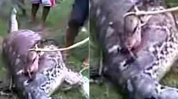 بزرگترین مار جهان یک گاو را بلعید+ فیلم