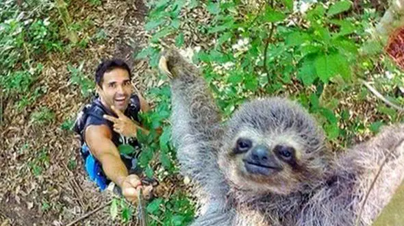 سلفی بی نظیر با خرس تنبل +عکس