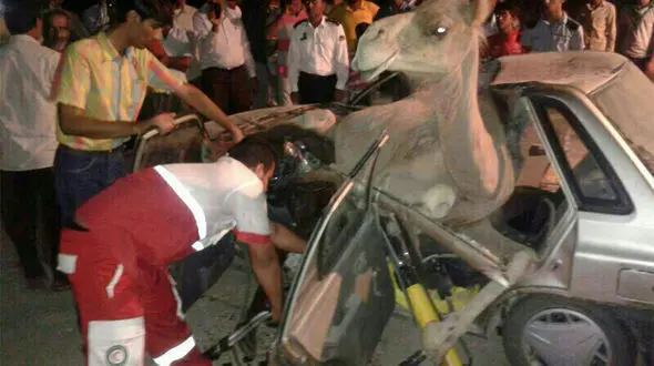 4 قربانی در تصادف پراید با شتر + عکس