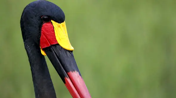 عکس زیبا  از زیباترین لک‌لک