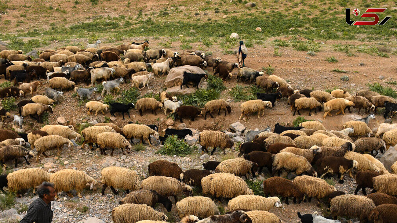 تلف شدن 72 راس گوسفند در ایذه بر اثر مسمومیت 