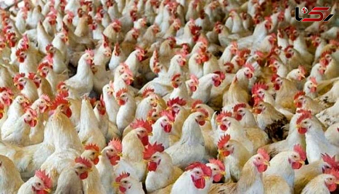 تولید بیش از ۷۰ تن مرغ گوشتی در چهارمحال و بختیاری 