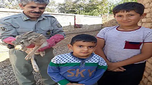  دانش آموزان خرمدشتی جان یک خرگوش تصادفی را نجات دادند + عکس