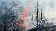 جنگل‌های بلوط طارم سفلی از آتش نجات پیدا کرد