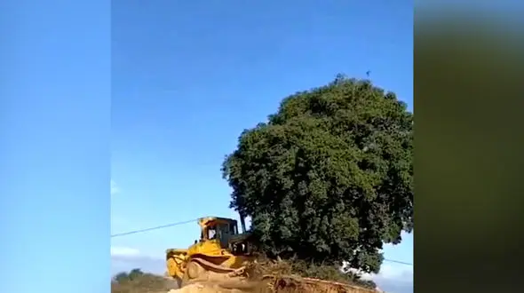  فیلم / درخت 700 ساله بلوط را در استان فارس ریشه کن کردند ! / چه کسی چنین مجوز تاسفباری به راهداری داد