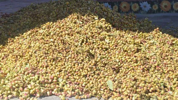 انهدام باند 8 نفره سارقان پسته در زرند