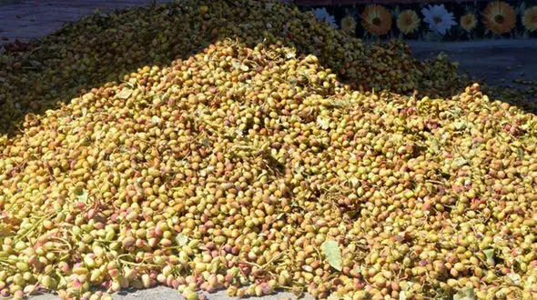 انهدام باند 8 نفره سارقان پسته در زرند