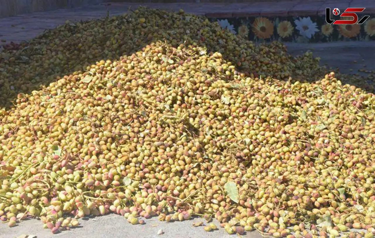 انهدام باند 8 نفره سارقان پسته در زرند