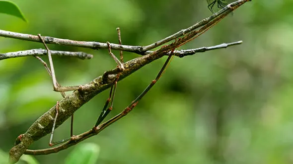استتار عجیب 3 حشره