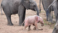 حمله خاکستریها به بچه فیل صورتی + عکس
