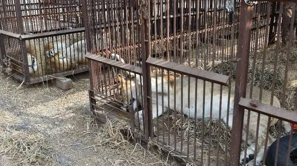 رهاسازی 31 شیر سیرک به حیات وحش + تصاویر