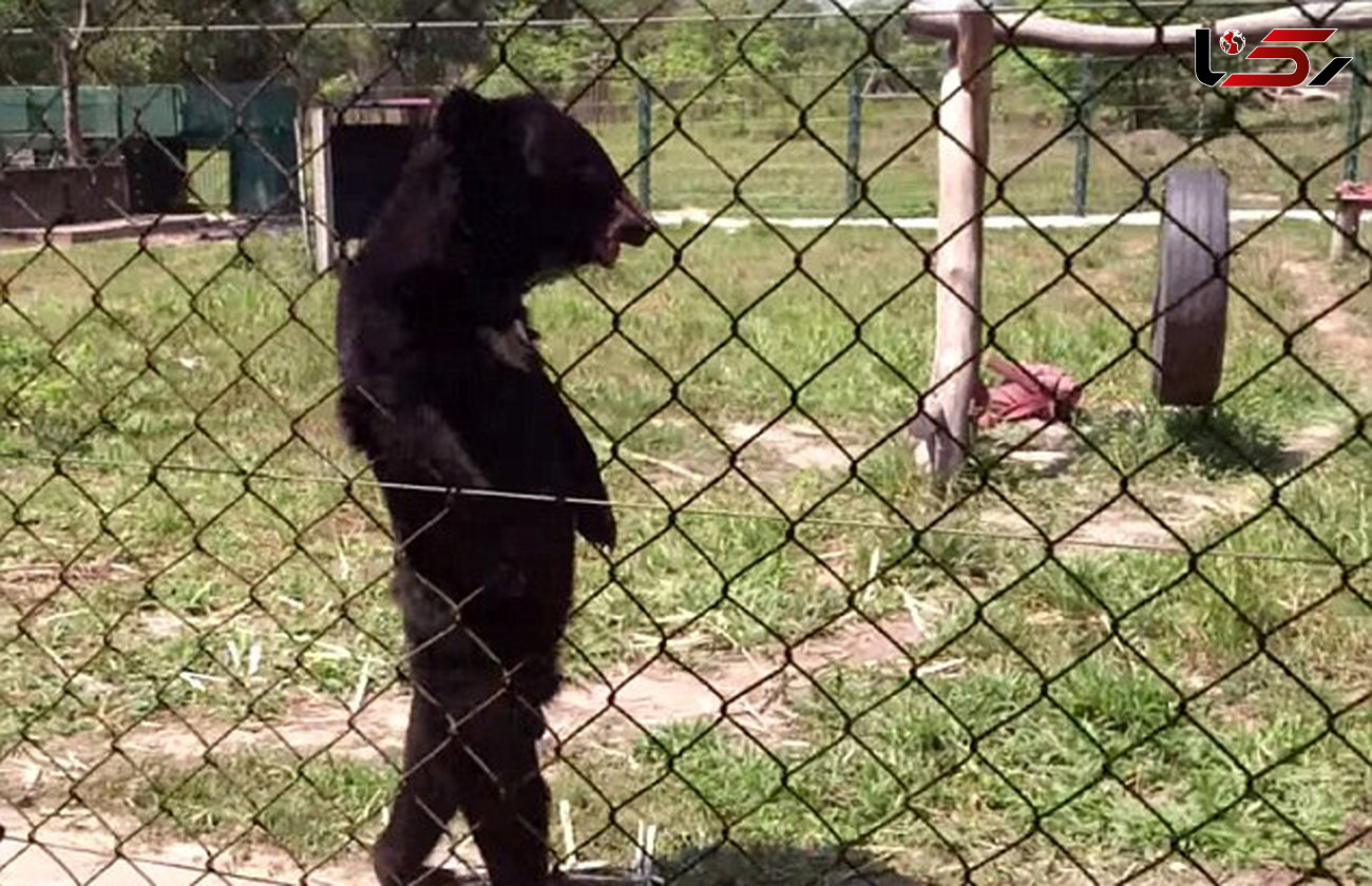 هنرنمایی خرس سیاه روی دو پا!