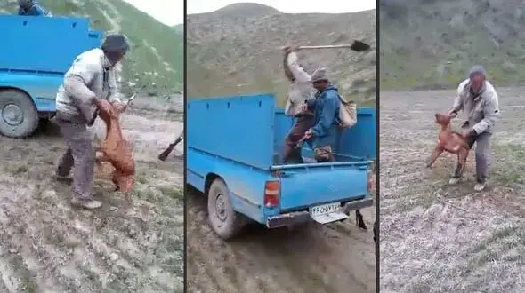 صدورکیفرخواست  با متمم تشدید مجازات برای مرد سگ کش