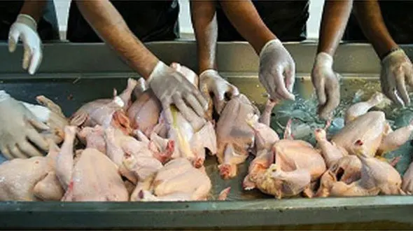 توزیع روزانه ۱۰۰ تن مرغ منجمد تنظیم بازاری به نرخ مصوب دولتی