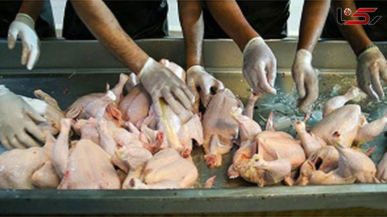 توزیع روزانه ۱۰۰ تن مرغ منجمد تنظیم بازاری به نرخ مصوب دولتی