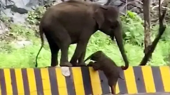 صحنه جالب کمک فیل به بچه اش برای بالارفتن از جدول! + فیلم