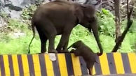 صحنه جالب کمک فیل به بچه اش برای بالارفتن از جدول! + فیلم