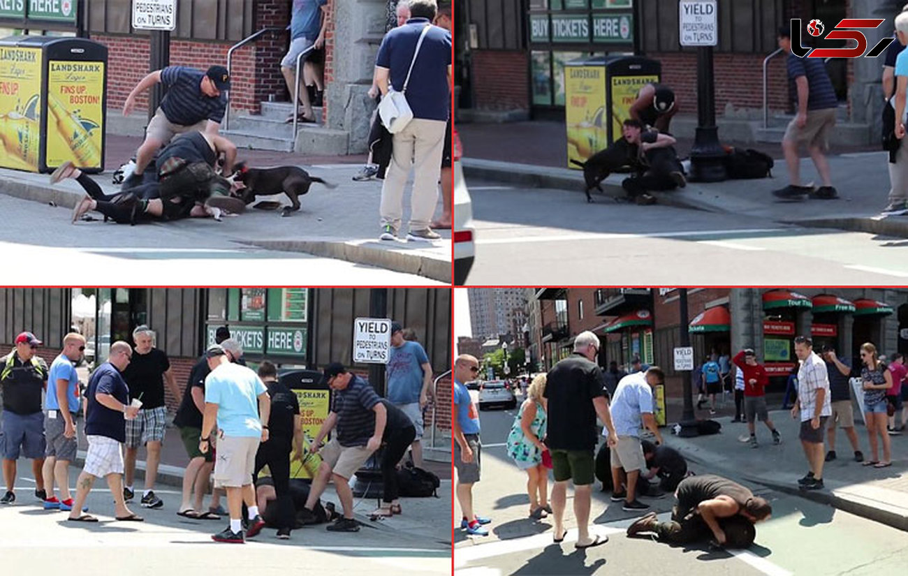 فیلم حمله وحشیانه سگ سیاه به سگ کوچولو و صاحب اش + تصاویر