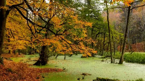 مرداب دیوک مازندران / یکی از ناشناخته ترین مکان ها + فیلم 