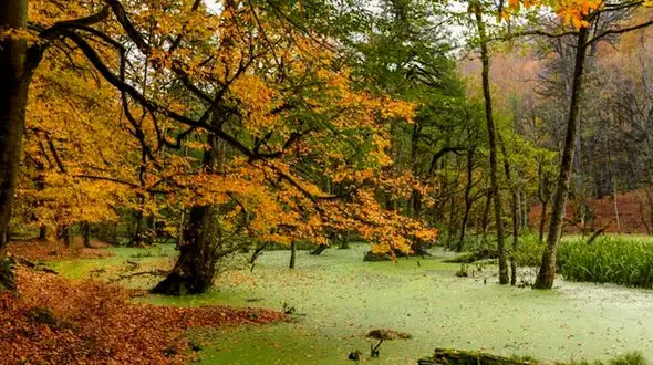 مرداب دیوک مازندران / یکی از ناشناخته ترین مکان ها + فیلم 