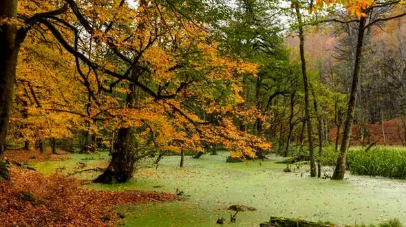 مرداب دیوک مازندران / یکی از ناشناخته ترین مکان ها + فیلم 
