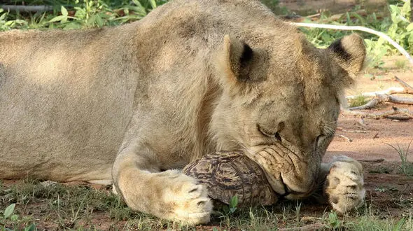 جنگ شیر و لاک پشت در زامبیا + عکس های زیبا